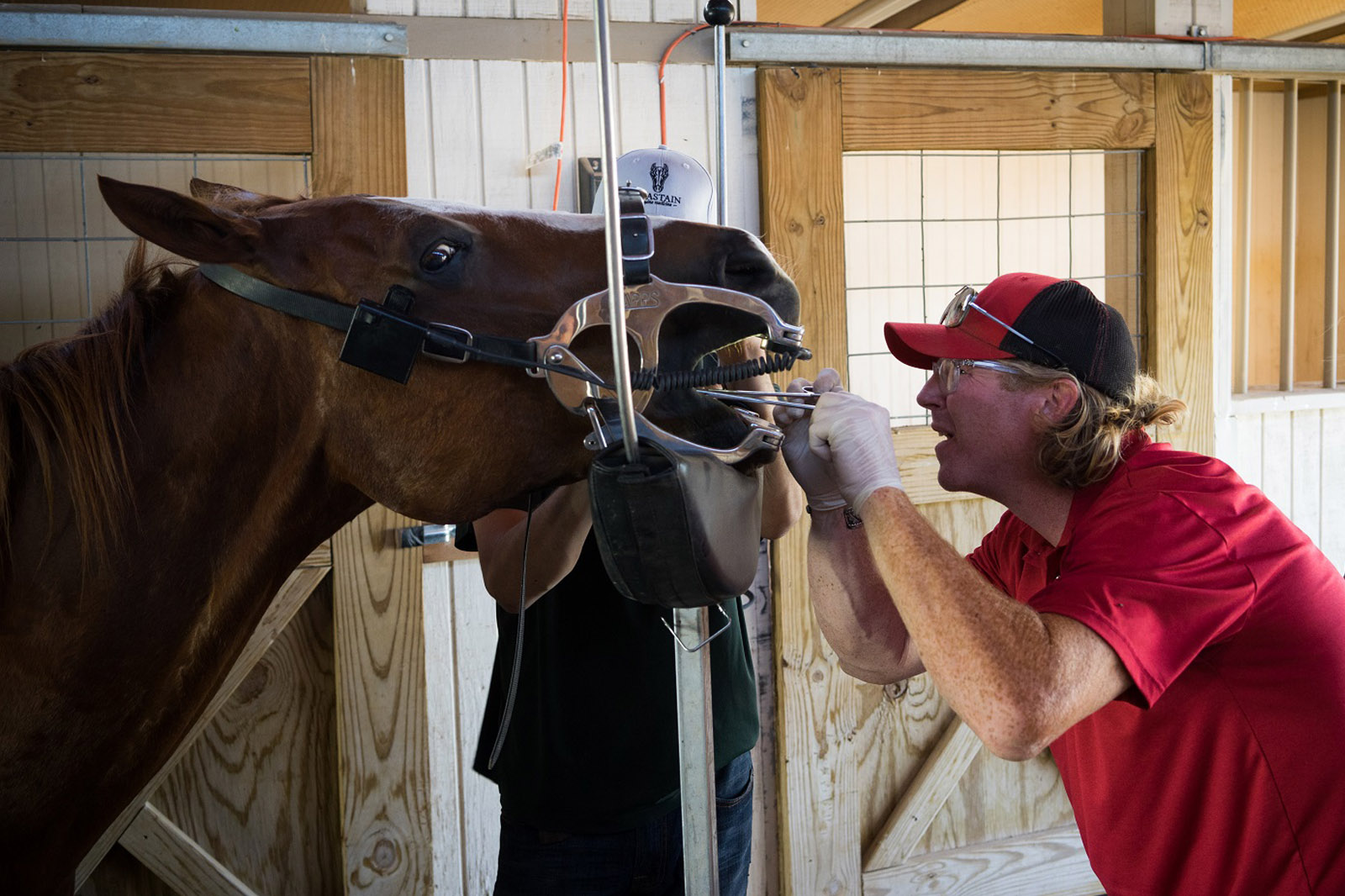 Equine Dentistry in Albuquerque, NM