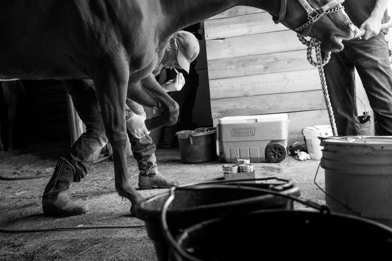 Albuquerque, NM Equine Vet Equine Vet in Albuquerque, NM is checking a horse' feet