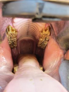 Albuquerque, NM Equine Dentistry