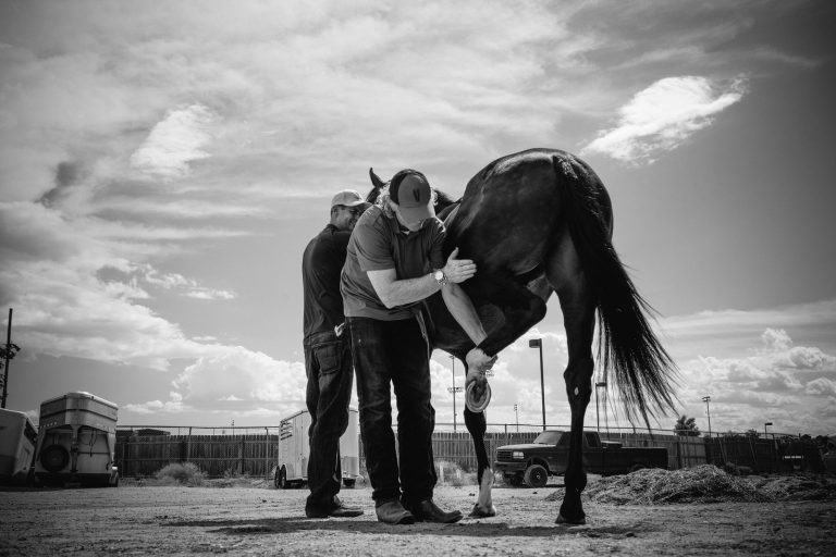Equine Vet In Albuquerque, NM A horse is brought for checkup at Equine Vet In Albuquerque, NM