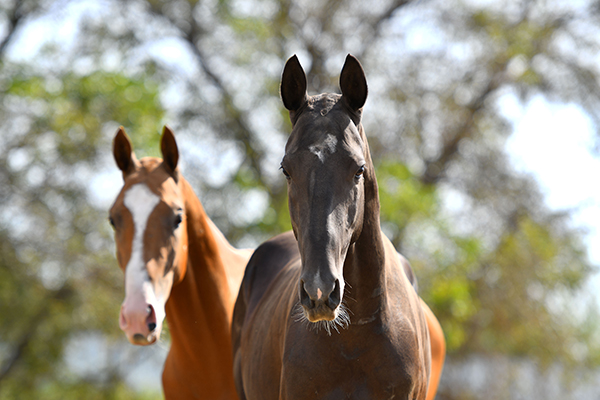 Two horses getting a front view of the camera