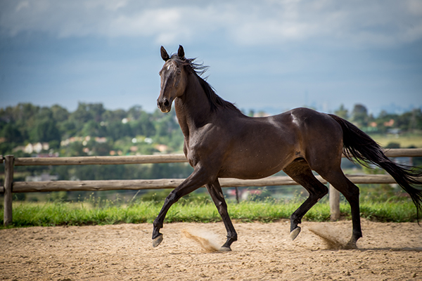 a dark brown horse running on the field